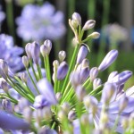 Agapanthus in de zomer. Genieten in de loungetuin