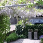 steigerbuis pergola blauwe regen rivius tuinontwerp