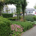 voortuin met vaste planten en geschoren ligusterblokken rivius tuinaanleg